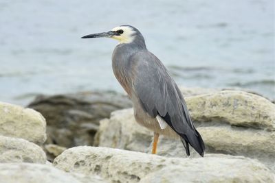 Close-up of gray heron perching on rock by sea