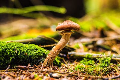 Close-up of mushroom growing on field