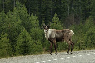 Side view of deer on road amidst trees