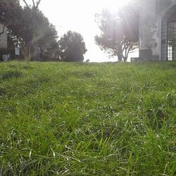 Trees on grassy field