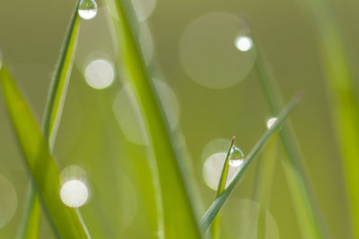 Close-up of snake on grass