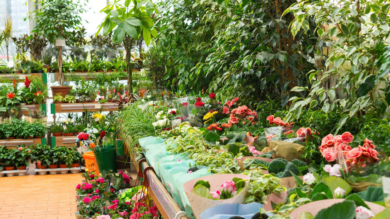 FLOWERS IN GARDEN