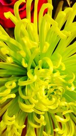 Full frame shot of yellow flowers