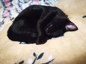 Close-up of black dog relaxing on floor