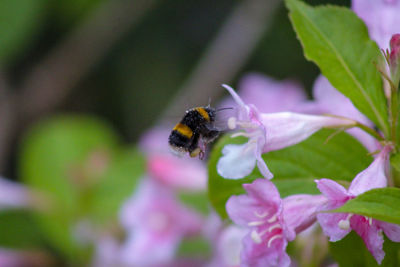 Close-up of bee pollinating on purple flower