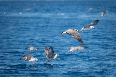 Seagulls flying over sea