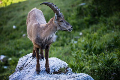 Goat standing on rock