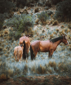 Horses in a field