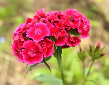 Close-up of pink flowers