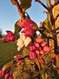 Close-up of flower tree against sky