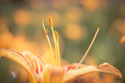 Close-up of flowers