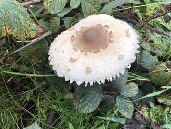 High angle view of mushrooms growing on field