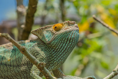 Close-up of lizard on tree