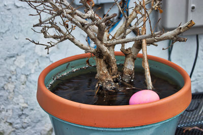 Close-up of snow covered potted plant