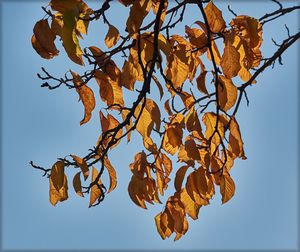 Low angle view of dry leaves on tree against sky