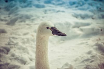 Close up of a bird