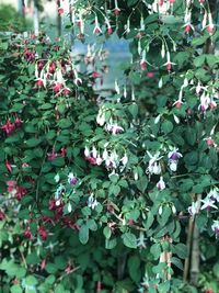 Close-up of pink flowering plants