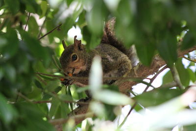 Close-up of squirrel on tree