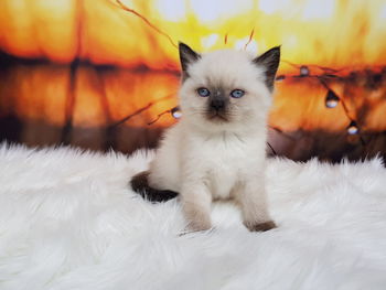 Close-up portrait of kitten sitting