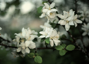 Close-up of white flowering plant