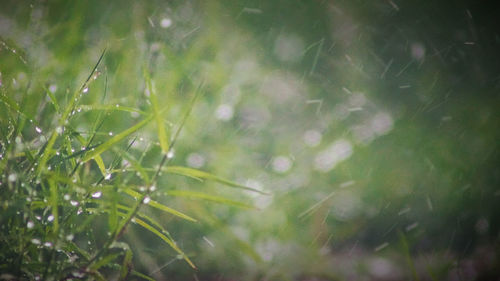 Close-up of wet plants