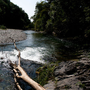 Scenic view of river in forest against sky