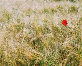Plant growing on field