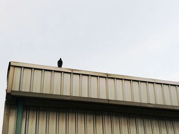 Low angle view of bird perching on building against sky