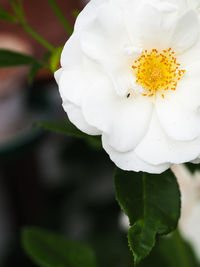 Close-up of white flower