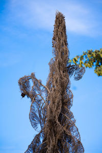 Low angle view of tree against blue sky