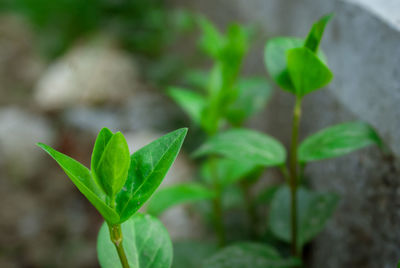 Close-up of fresh green plant