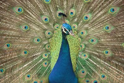 Close-up portrait of peacock