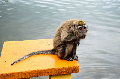 Monkey sitting on yellow lake