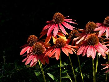 Close-up of red dahlia flowers on black background