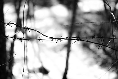 Close-up of chainlink fence