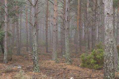 Trees in forest