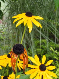 Close-up of sunflowers blooming on field