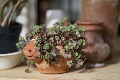 Close-up of potted plant on table