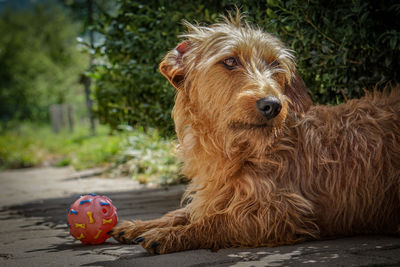 Close-up of a dog with ball