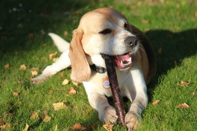 Close-up of dog sitting on field