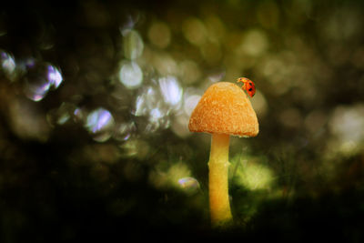 Close-up of a mushroom