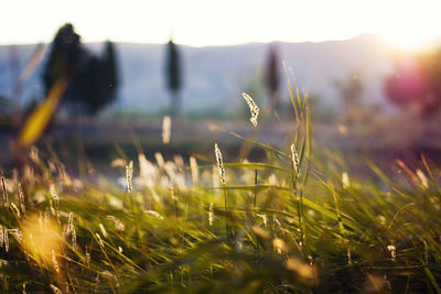 Close-up of grass growing in field