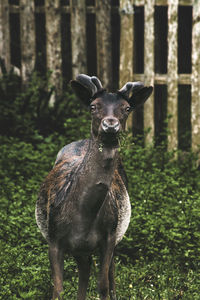 Black fallow deer portrait 