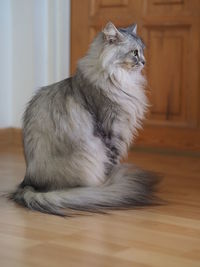 Cat sitting on hardwood floor