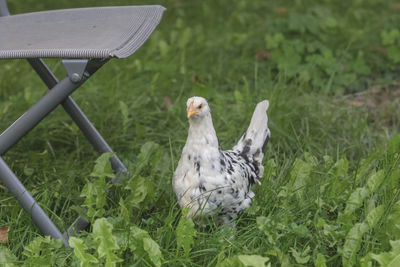 Close-up of bird on field