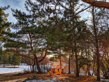 Scenic view of trees against sky during winter