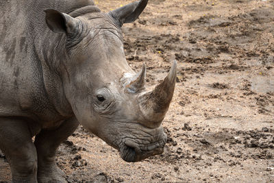 Rhinoceros standing on field