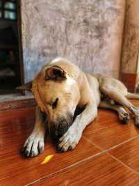 Dog sleeping on floor at home