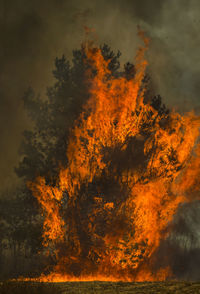 Trees against orange sky