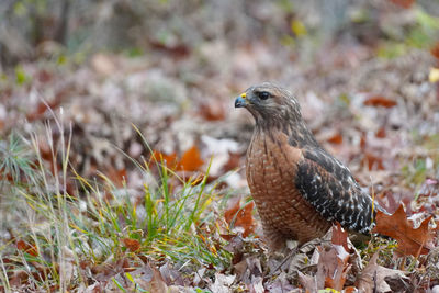 Red-shouldered hawk on the ground 